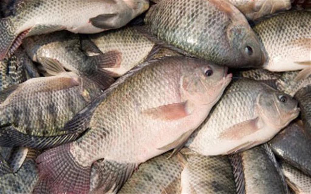 Global tilapia supply is being reshaped, opening new opportunities for Vietnam