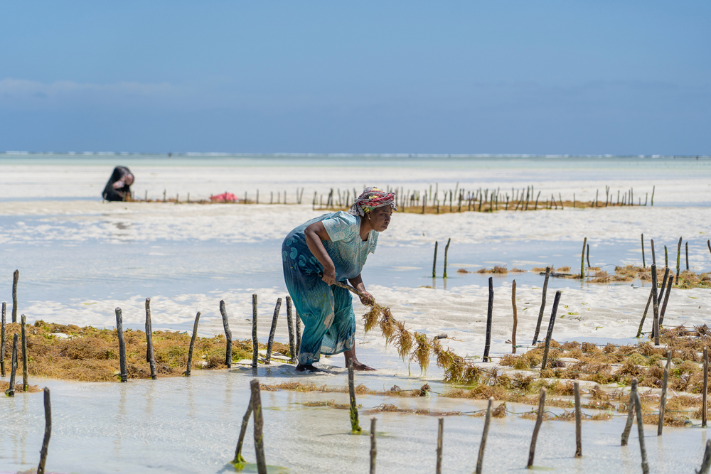 Tanzania dẫn dắt nỗ lực bảo tồn biển tại Tây Ấn Độ Dương