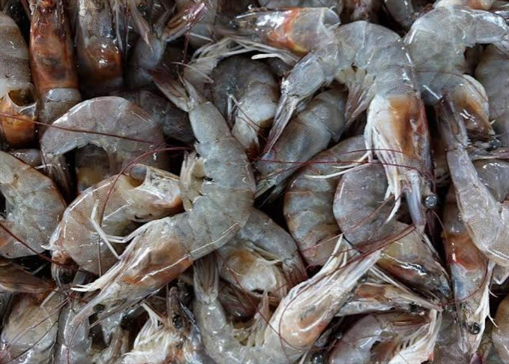 Oman mở lại mùa khai thác tôm, đẩy mạnh phát triển nuôi trồng