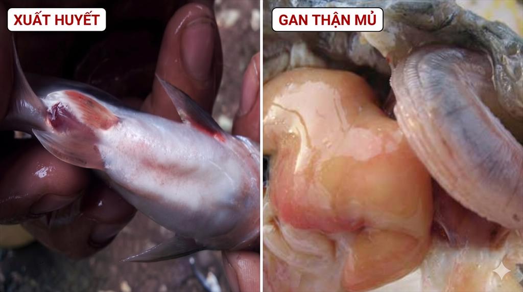 Chủ động phòng bệnh gan thận mủ và xuất huyết trên cá tra