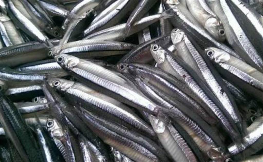 Peru hủy mùa đánh bắt cá cơm thứ hai, nguồn cung bột cá toàn cầu có nguy cơ giảm 