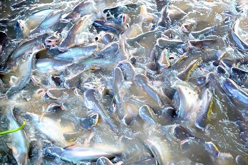 Cá tra Việt Nam tìm động lực tăng trưởng từ Anh, Nhật Bản và EU