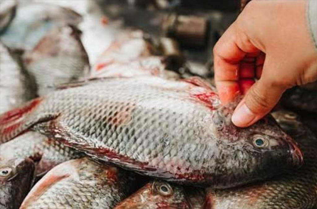 Indonesia mở rộng sản phẩm cá rô phi chế biến sẵn