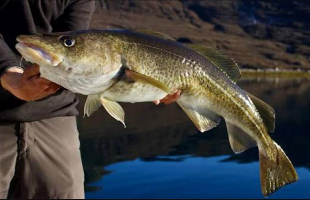 Greenland khai thác hết hạn ngạch cá haddock