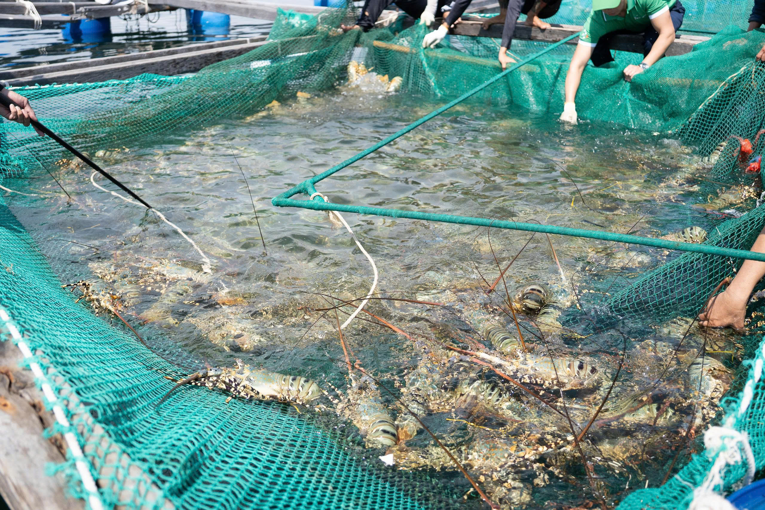 KLC Seafood quảng bá tôm hùm xanh Việt Nam tại CFSE 2026