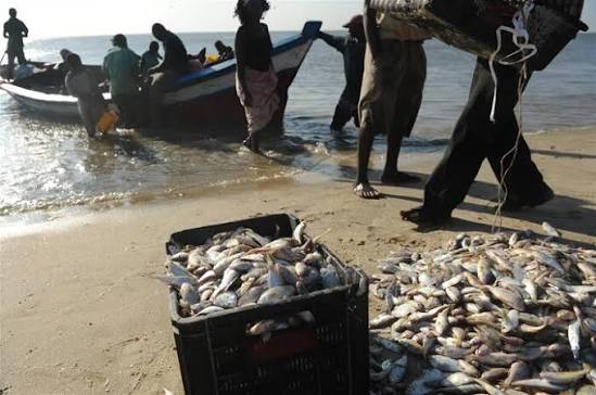 Mozambique tăng cường trấn áp khai thác bất hợp pháp