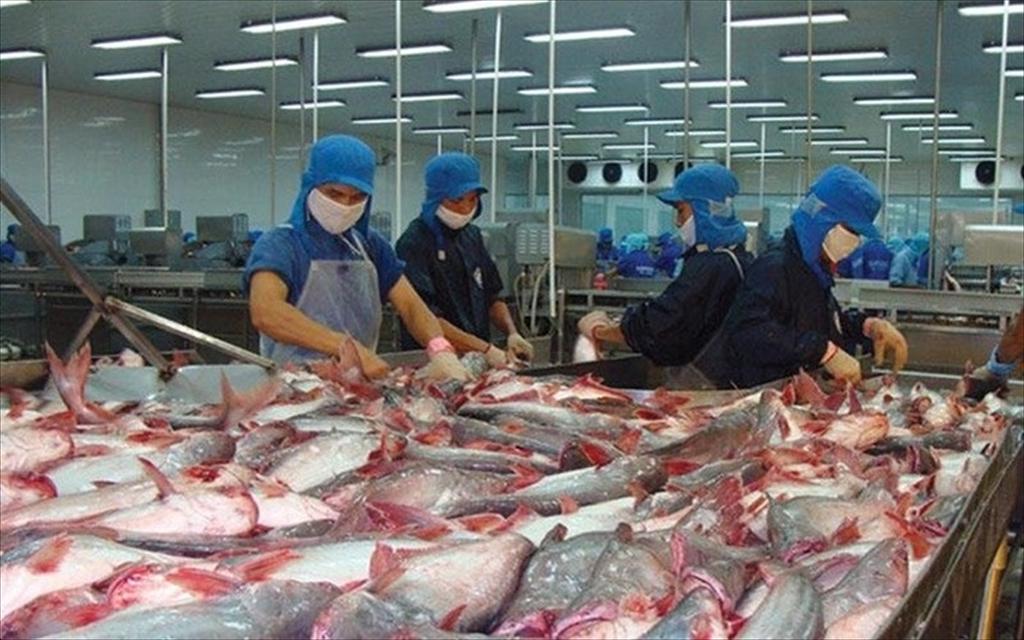 Thiếu hụt nguồn cung cá thịt trắng mở thêm cơ hội cho cá tra Việt Nam tại EU