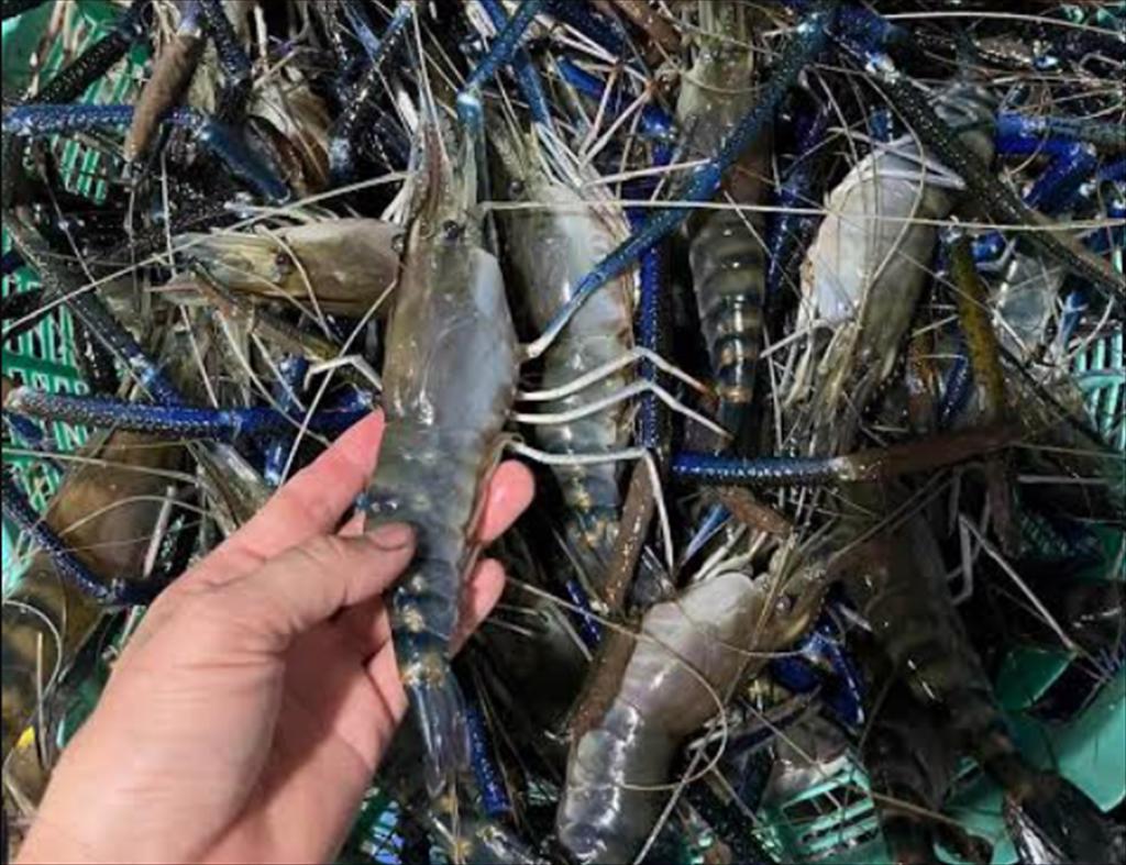 Hà Tĩnh Mô hình nuôi tôm càng xanh VietGAP cho lợi nhuận gần 170 triệu đồngha