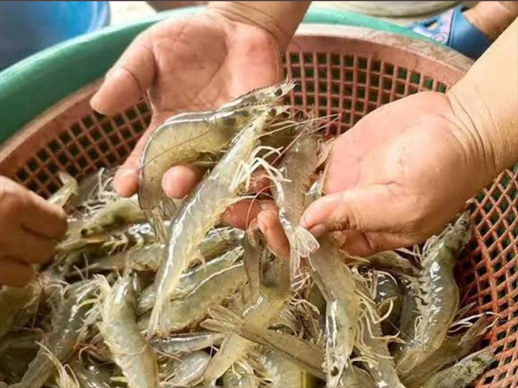 Kiểm tra ao nuôi trước mỗi cữ ăn giúp nâng cao hiệu quả nuôi tôm
