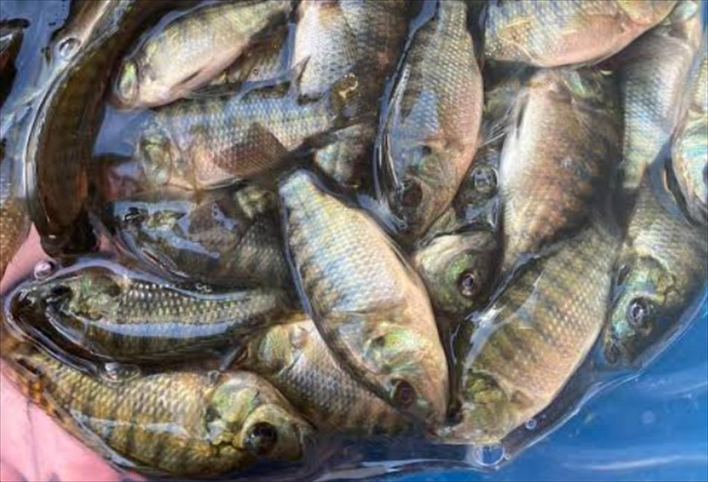 Vietnam’s tilapia exports to CPTPP grow strongly but remain small in scale