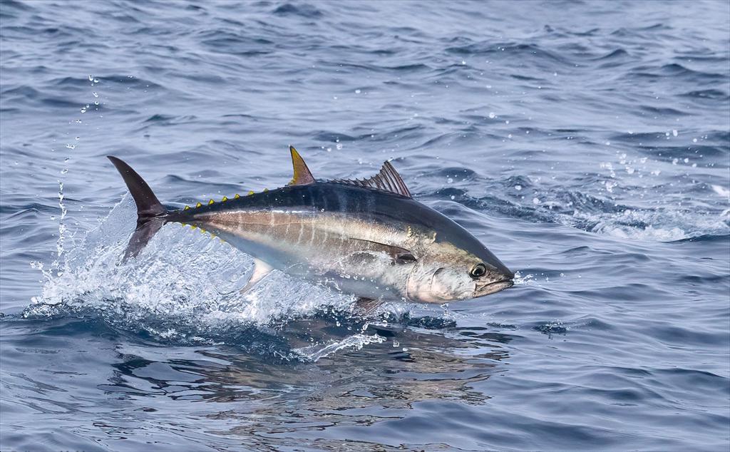 Tuna exports to the US recover amid intensifying supply competition