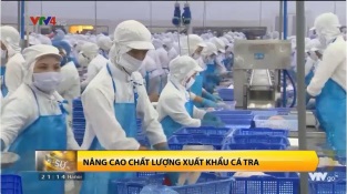 [Video] Nâng cao chất lượng cá tra xuất khẩu