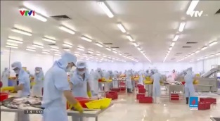 [Video] Doanh nghiệp xuất khẩu thủy sản với cảnh báo của EU