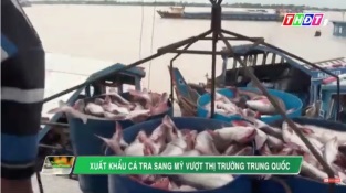 [Video] Xuất khẩu cá tra sang Mỹ vượt thị trường Trung Quốc