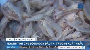 [Video] Ngành tôm chủ động đón đầu thị trường xuất khẩu trong mùa dịch Covid 19