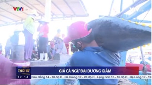 [Video] Xuất khẩu cá ngừ gặp khó do dịch COVID-19