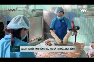 [Video] Doanh nghiệp tìm đường tiêu thụ cá tra trong mùa dịch bệnh