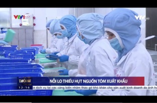 [Video] Nỗi lo thiếu hụt tôm xuất khẩu