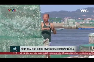 [Video] Người nuôi tôm hùm bế tắc do ảnh hưởng của dịch COVID-19