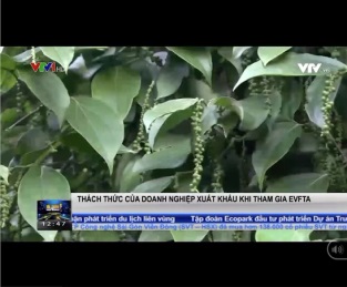 [Video] Chứng nhận xuất xứ - Thách thức lớn nhất của DN xuất khẩu khi tham gia EVFTA