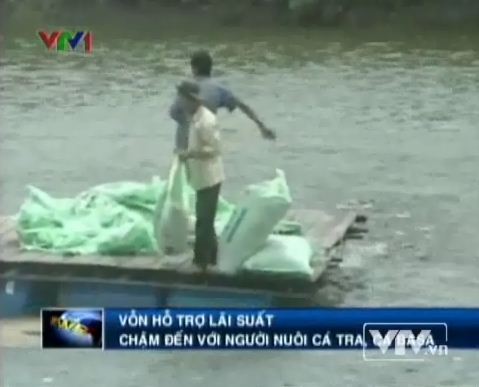 Vốn hỗ trợ lãi suất chậm đến với người nuôi cá tra, cá basa