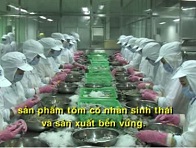 Môi trường nuôi tôm của Cà Mau