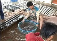 Thủy sản Việt Nam số 07