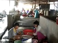 Thủy sản Việt Nam số 15