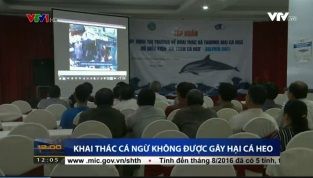 [Video] Dán nhãn An toàn cá heo