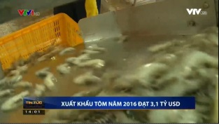 [Video] Xuất khẩu tôm năm 2016 đạt 3,1 tỷ USD