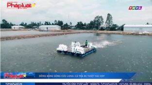 [Video] Cá tra bị thiệt hại kép