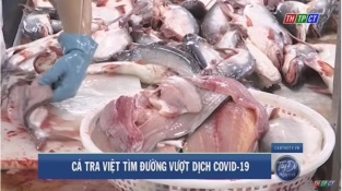 [Video] Cá tra Việt tìm đường vượt dịch COVID-19