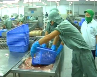 Hành trình cá tra