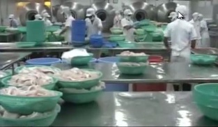 Chuyện buồn về con cá tra - Phần 1 Bài học từ thực tiễn