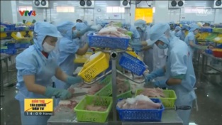 [Video] Doanh nghiệp nỗ lực đưa cá tra sang Mỹ 
