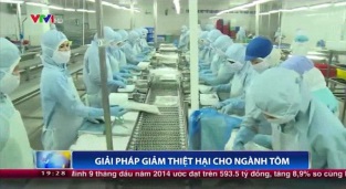 [Video] Giải pháp giảm thiểu thiệt hại cho ngành tôm