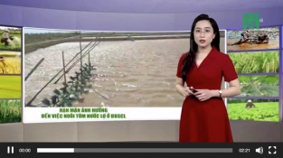 Cách khắc phục hạn mặn ảnh hưởng đến việc nuôi tôm nước lợ ở ĐBSCL