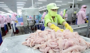 Xuất khẩu cá tra đạt mức kỷ lục 2,3 tỷ USD