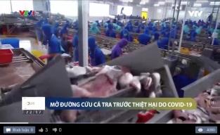 [Video] Mở đường cứu cá tra trước thiệt hại do Covid-19