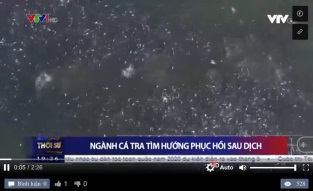 [Video] Ngành cá tra tìm hướng phục hồi sau dịch
