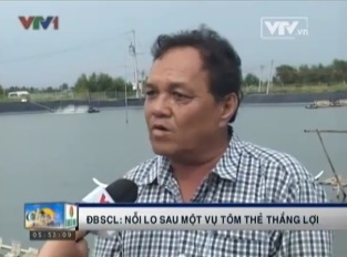 ĐBSCL Nỗi lo sau một vụ tôm chân trắng thắng lợi