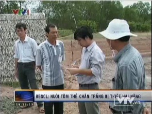 Tại sao dịch bệnh tôm lại liên tục tái diễn