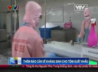 Thêm rào cản về kháng sinh cho tôm xuất khẩu