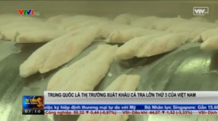 [Video] Trung Quốc là thị trường xuất khẩu cá tra lớn thứ 3 của Việt Nam