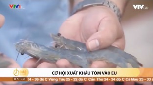[Video] Xuất khẩu thuỷ sản trước cơ hội và thách thức từ EVFTA