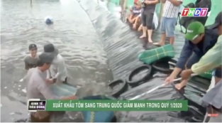 [Video] Xuất khẩu tôm sang Trung Quốc giảm mạnh trong quý 12020