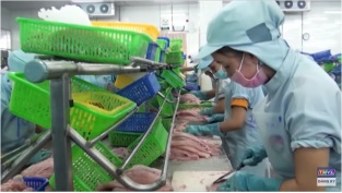 [Video] Kim ngạch xuất khẩu cá tra năm 2019 dự kiến đạt 2,4 tỷ USD