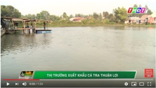 [Video] Thị trường xuất khẩu cá tra thuận lợi