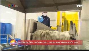 [Video] Nói không với hóa chất, kháng sinh trong nuôi tôm