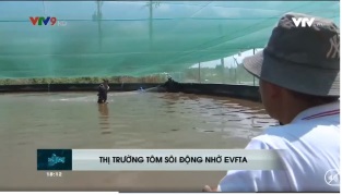 [Video] Năm 2020, kim ngạch xuất khẩu tôm sang EU dự kiến tăng 4 - 6%